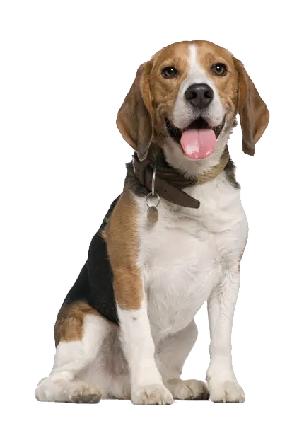 Real dog background image with popular and domesticated Beagle breed PNG