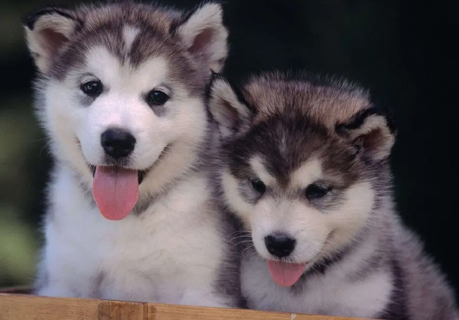 Background photo of red huskies for printing