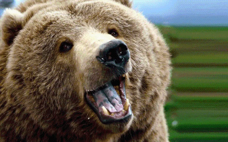 HD quality bear wallpaper for wildlife enthusiasts