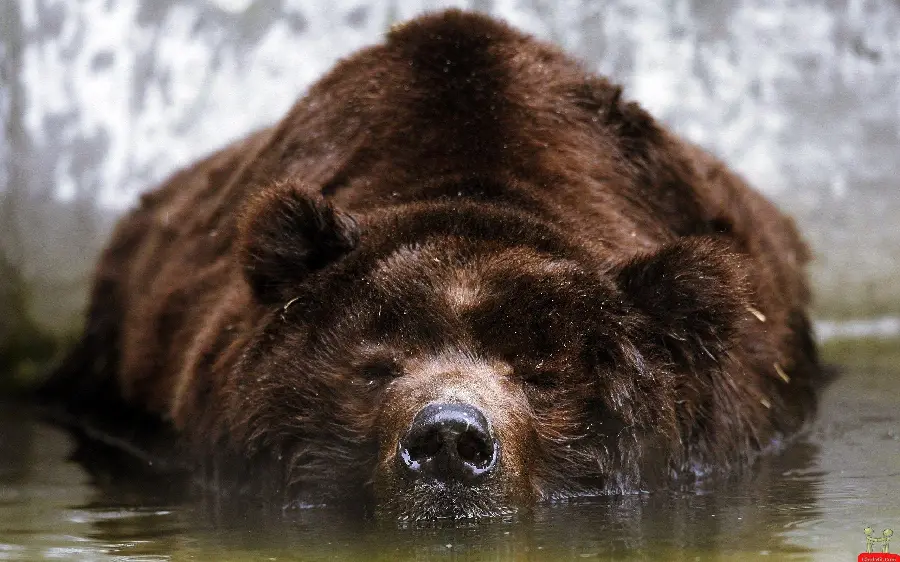 Profile image of a woolly bear bathing HD