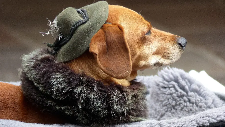 Cool profile picture of a dog with a hat 4K for Telegram 