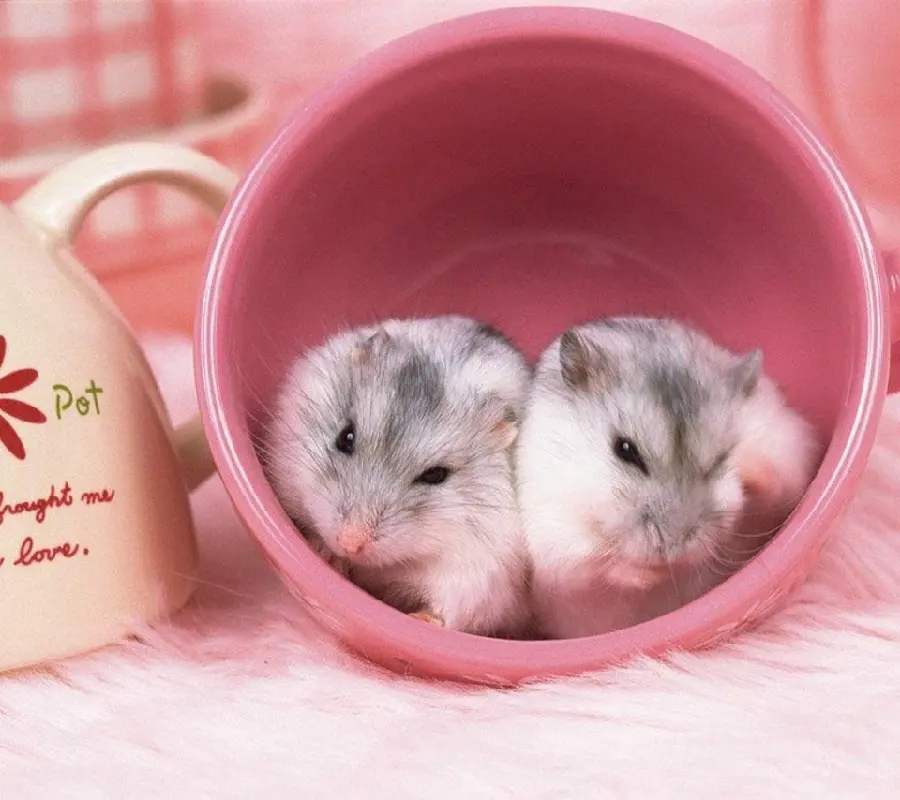 Profile of Two Baby Hamsters