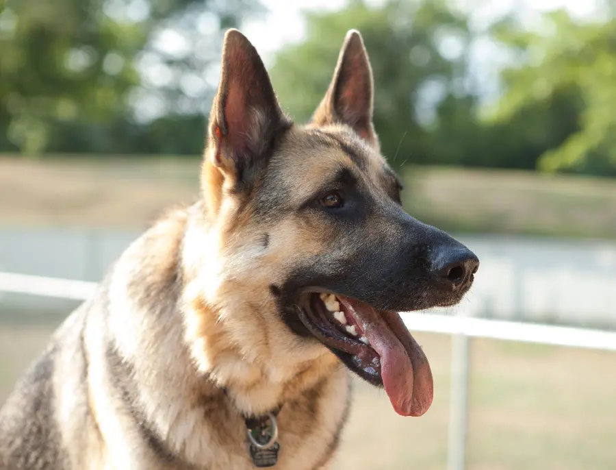 Backgrounds for digital pages of German Shepherd Rex