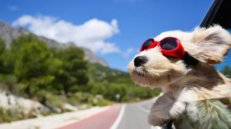 Attractive and spectacular background images of various dogs 4K