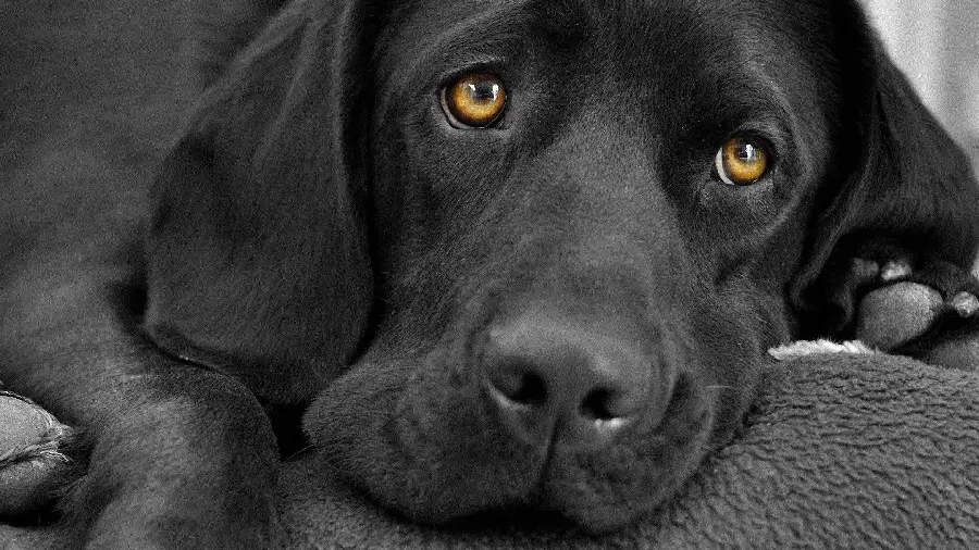 High-quality photo of a black Labrador Retriever for profile