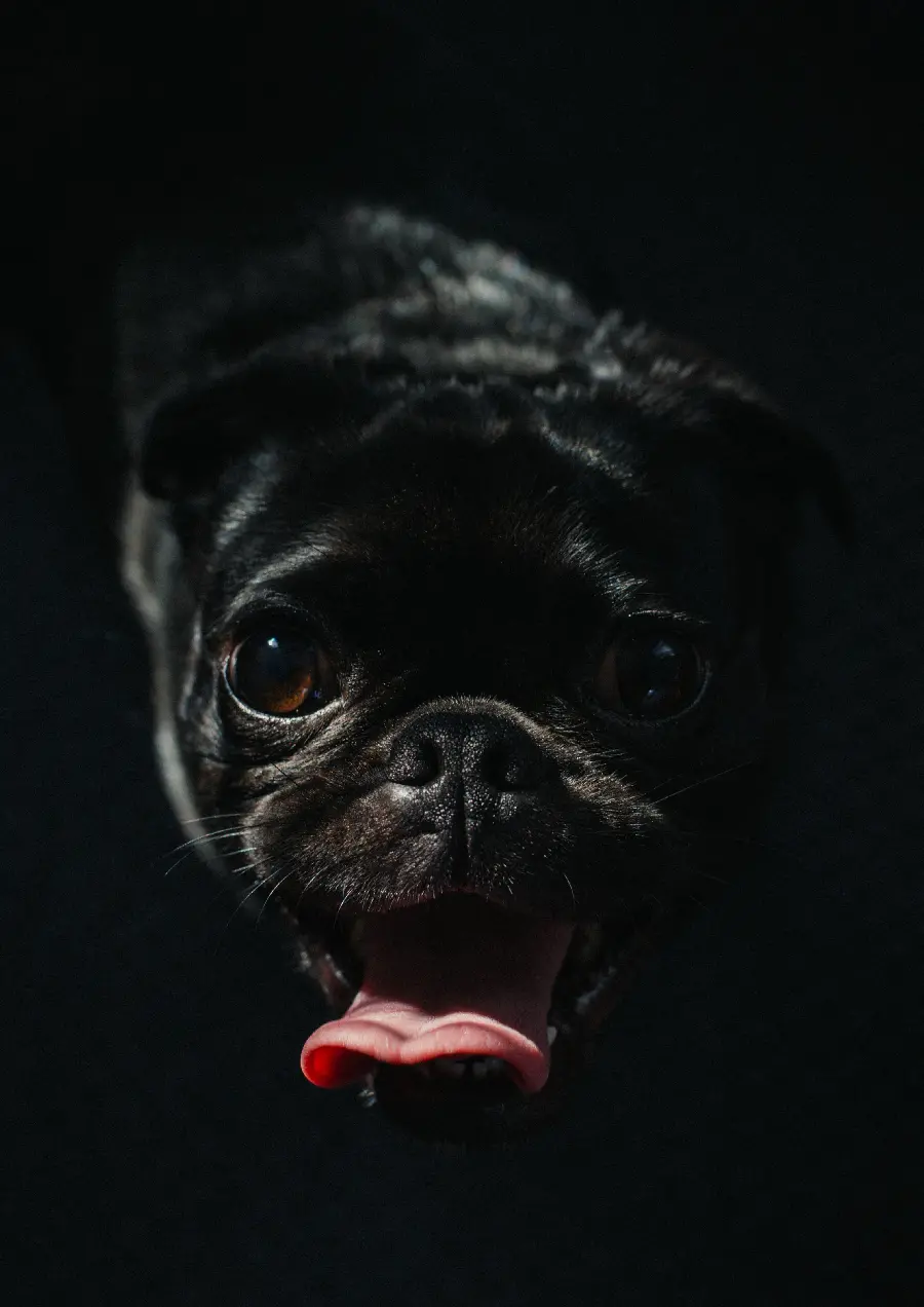 Amazing and Eye-catching Profile Picture of a Black Pug Dog on a Black Background