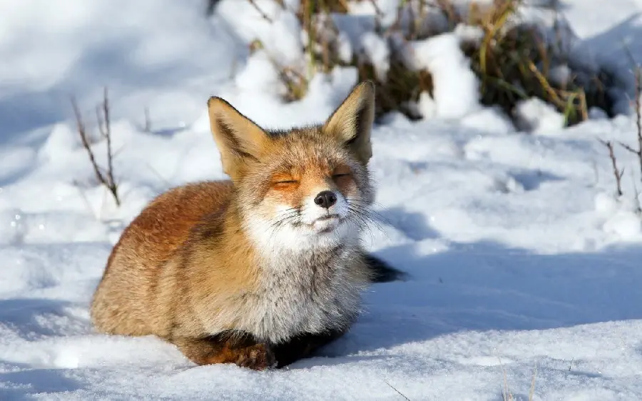 Background photo of an arctic fox for desktop of this animal lovers