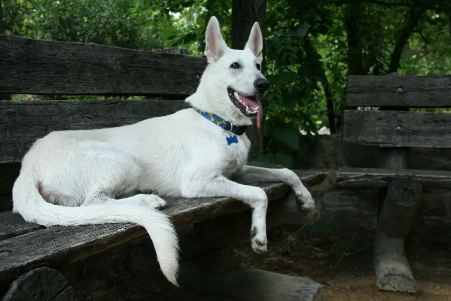 White German Shepherd Profile Picture with Nice Resolution