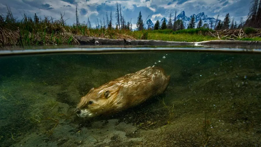 Beaver HD Wallpaper for Painting Ideas and Inspiration