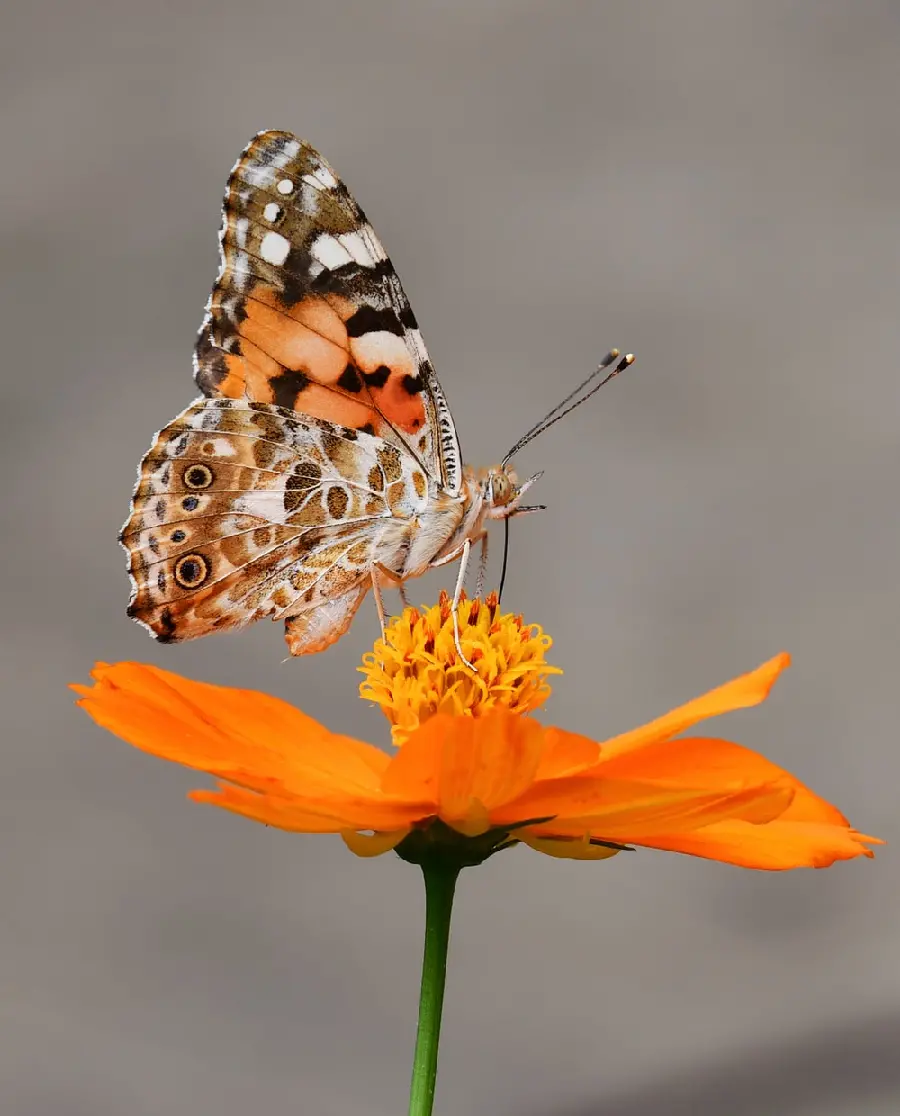 Cute Background for iPhone with Colorful Lady Butterfly Design