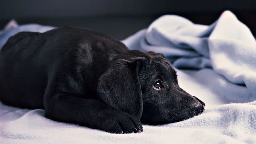 A pure and amazing photo of a domestic black puppy