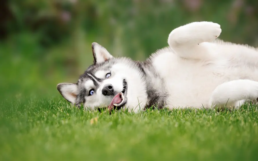 Download Husky Playing on the Grass Background