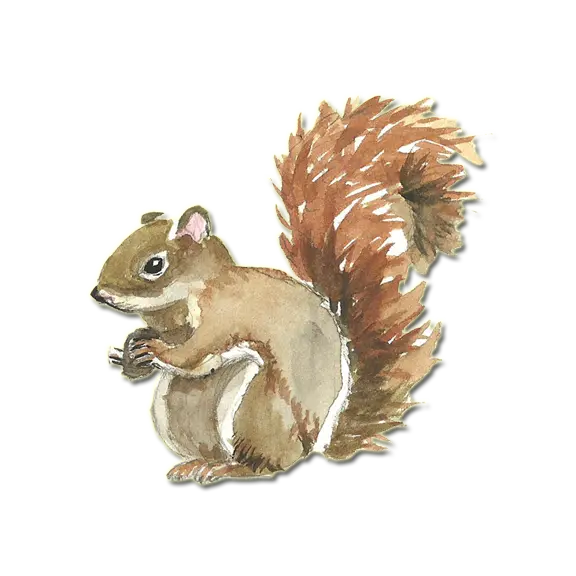 Download a wallpaper and Cute and funny background of a watercolor squirrel painting