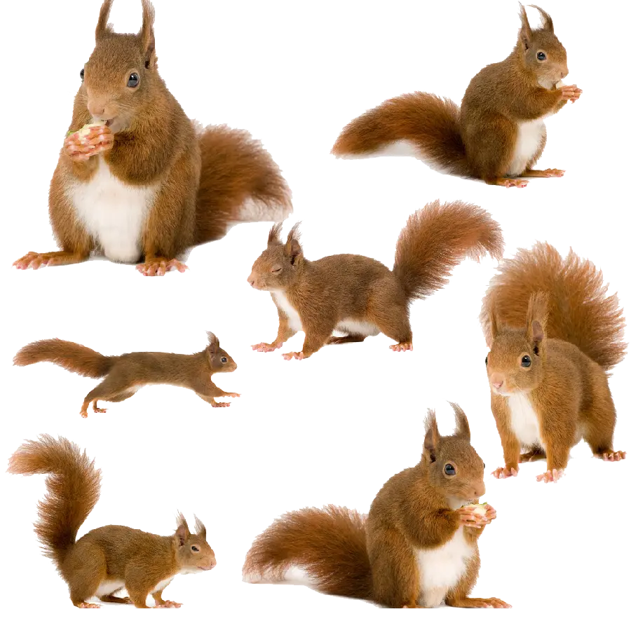 Download image of gnawing squirrels for more information