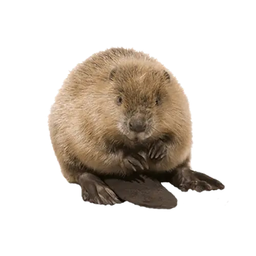 Real Beaver PNG Teleported Background Image