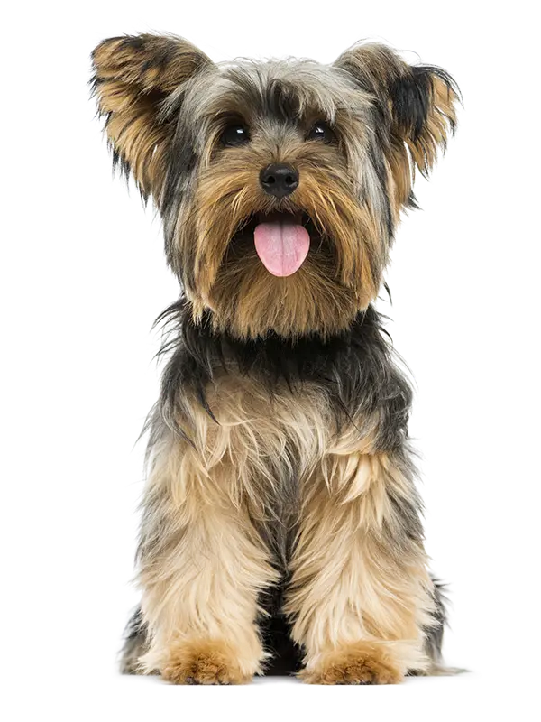 Smart and Real Yorkshire Terrier Dog Wallpaper PNG