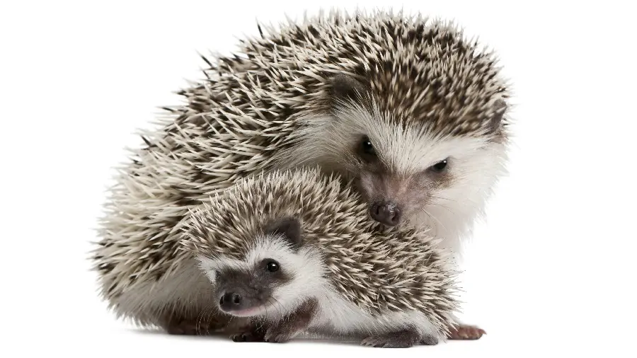 Photo of mom and baby hedgehog with white background