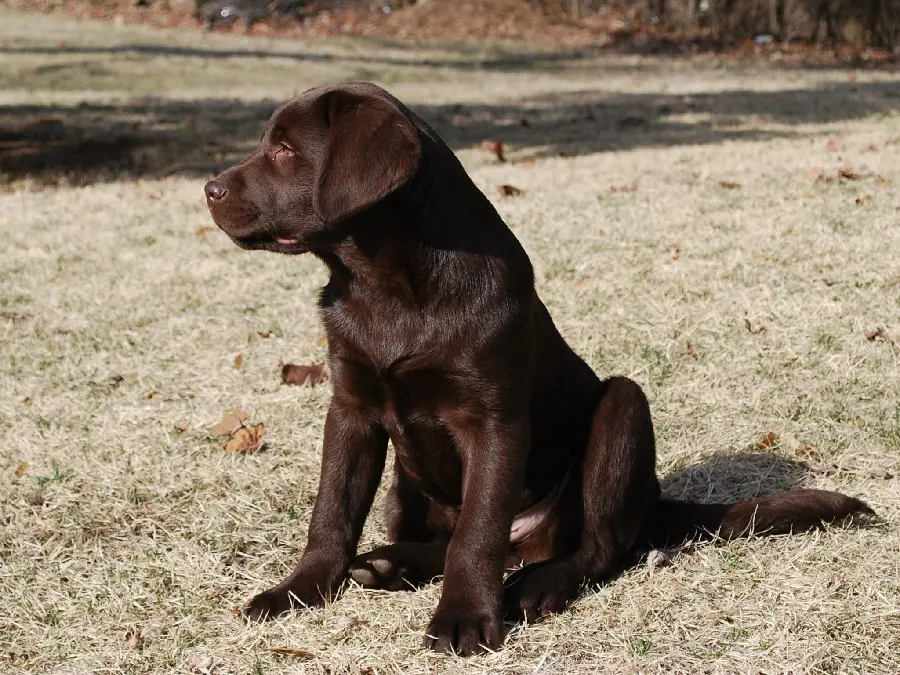 Full HD Labrador Retriever Wallpaper