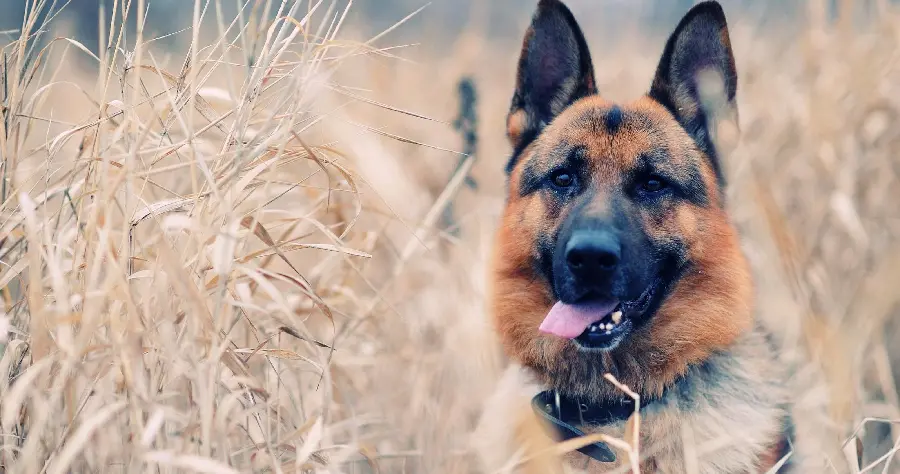 4K German Shepherd dog profile image for printing a picture in pet shops