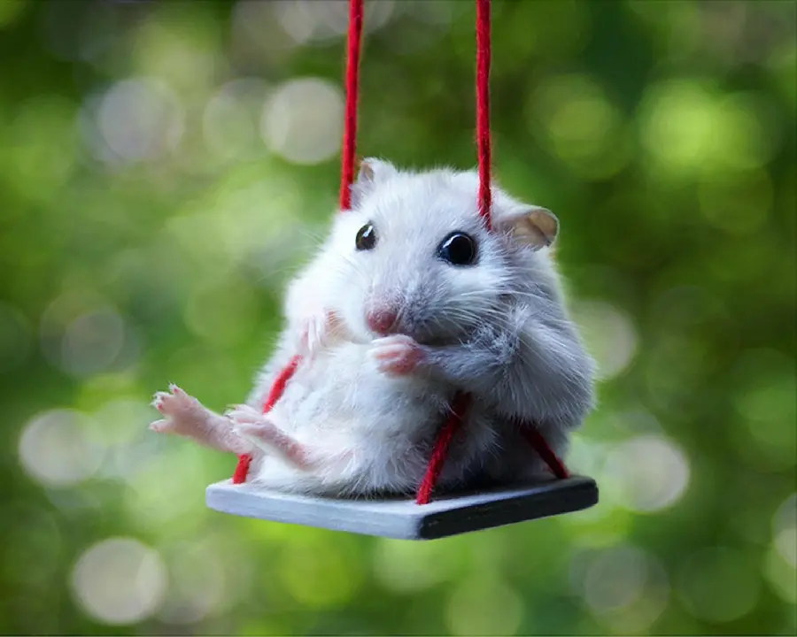 Profile of a hamster playing with a swing