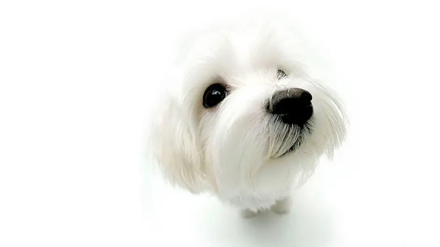 Maltese Puppies Desktop Backgrounds