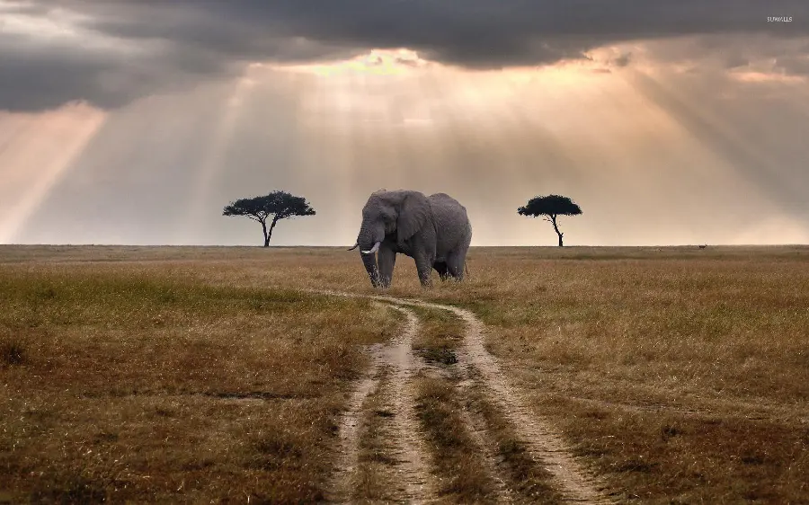 A good profile and background photo of an African elephant on a dirt road