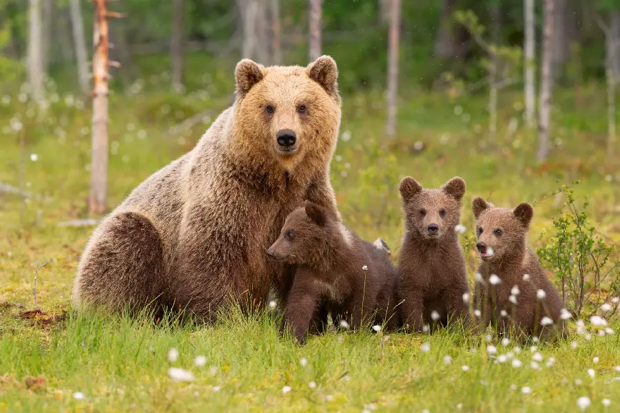 The latest free stock photos of beautiful bears HD