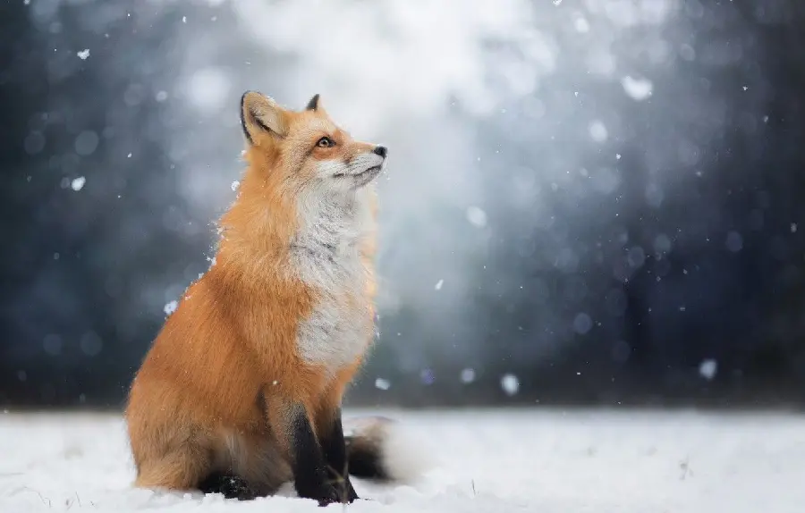 Dreamy polar fox stock image for laptop