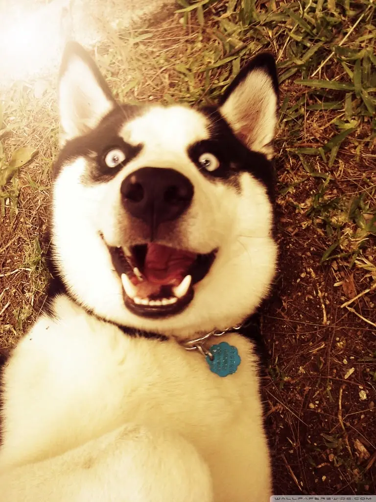 Very cool profile picture for Telegram of a Husky dog
