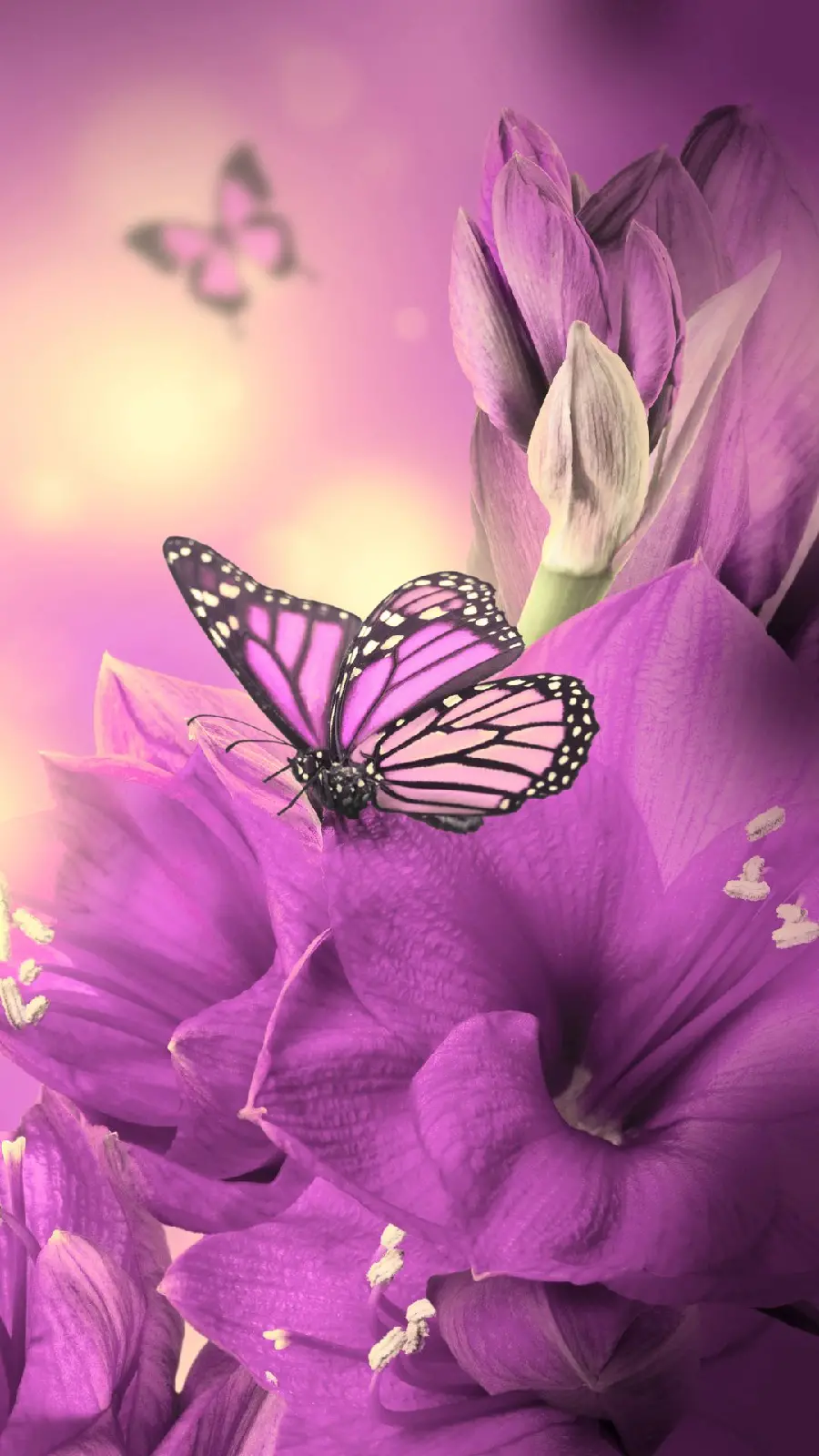 Monarch butterfly wallpaper with eye-catching pink theme suitable for iPhone