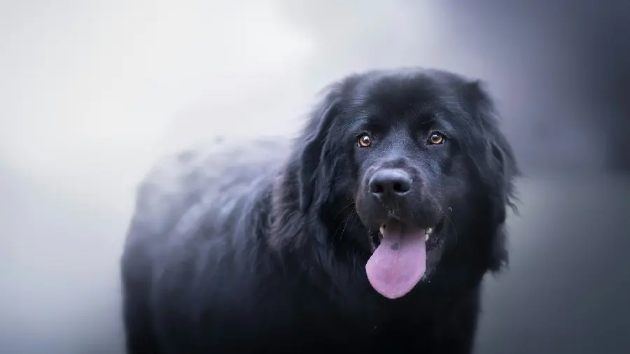 Amazing image of a black Newfoundland dog