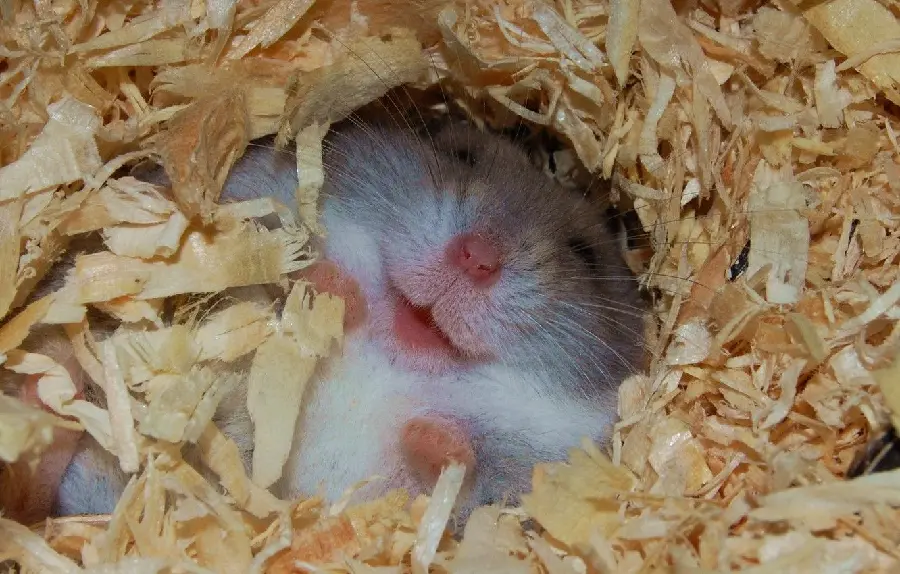 High quality hamster background suitable for a computer