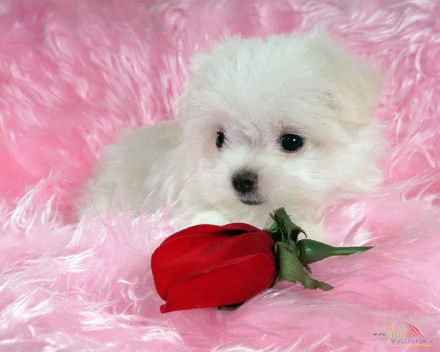 Girly Profile Picture for a Maltese Mediterranean Dog
