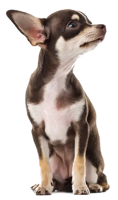 Real Chihuahua Dog Background Image in PNG File
