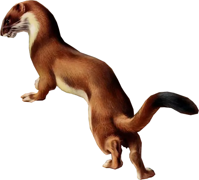 Otter PNG Wallpaper Without Background For 3D Art