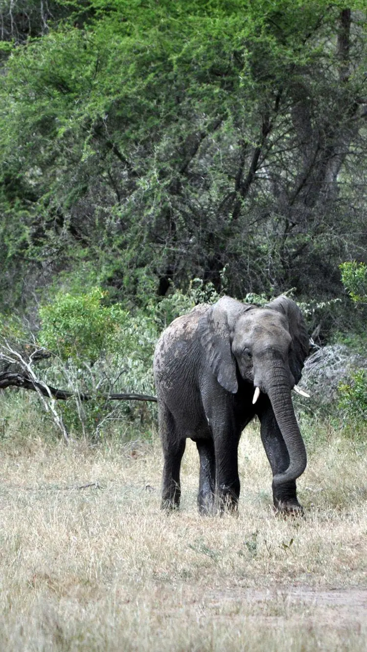 Stock photo of a beautiful and large elephant walking in the forest