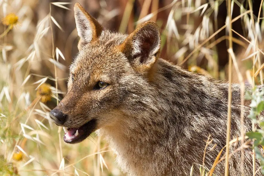 Stunning and beautiful background of jackal for printing on chassis board