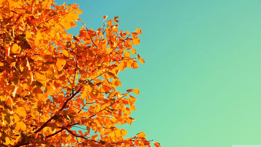 Autumn tree wallpaper