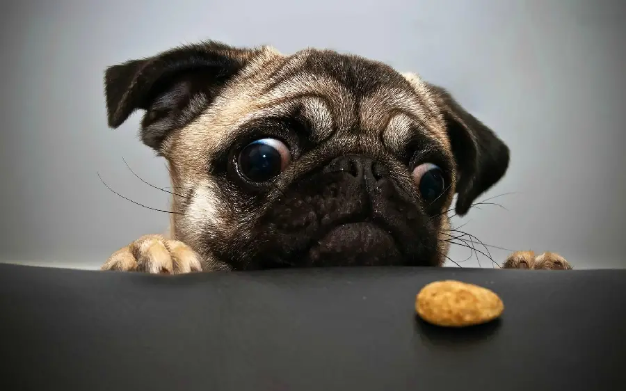 High Quality Backgrounds Great of dogs with funny poses