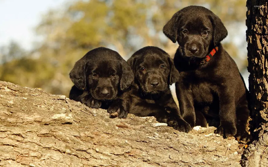 A spectacular background for a computer with a black Labrador Retriever design