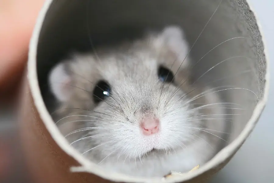 Image of a hamster in a cage