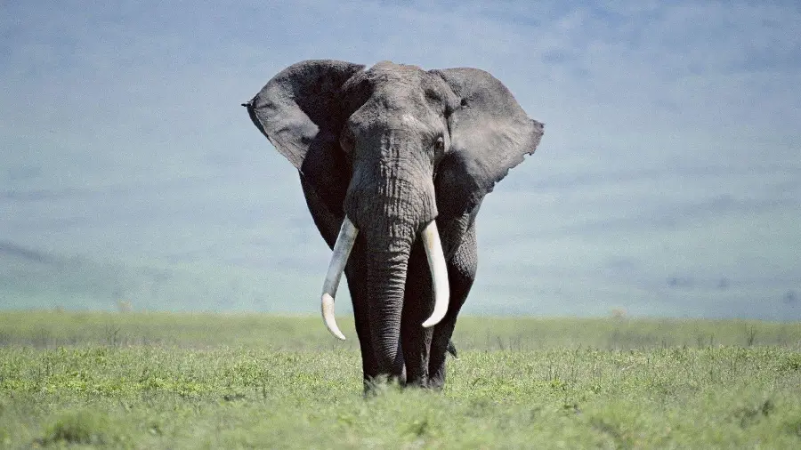 Cute African Elephant Profile Picture