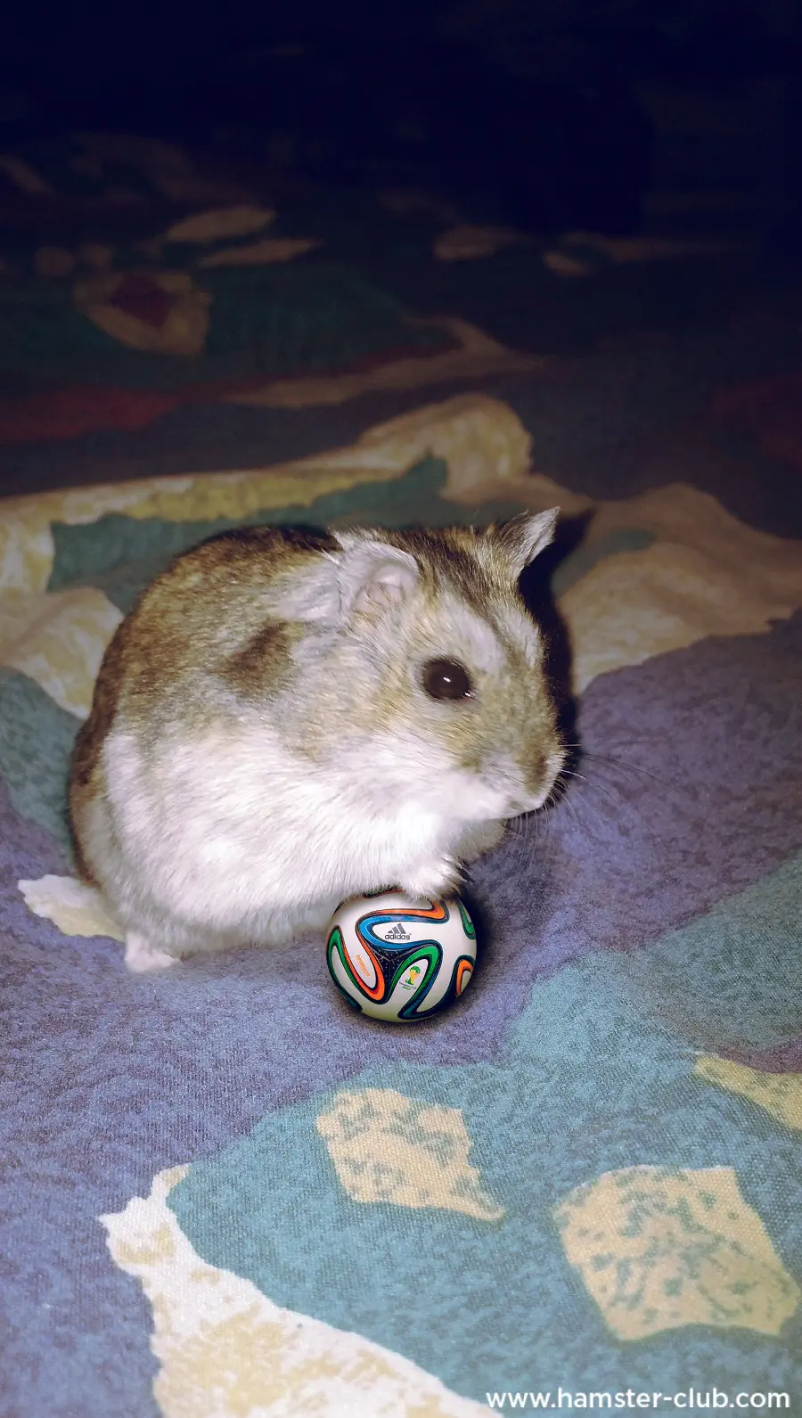 Image of a hamster footballer