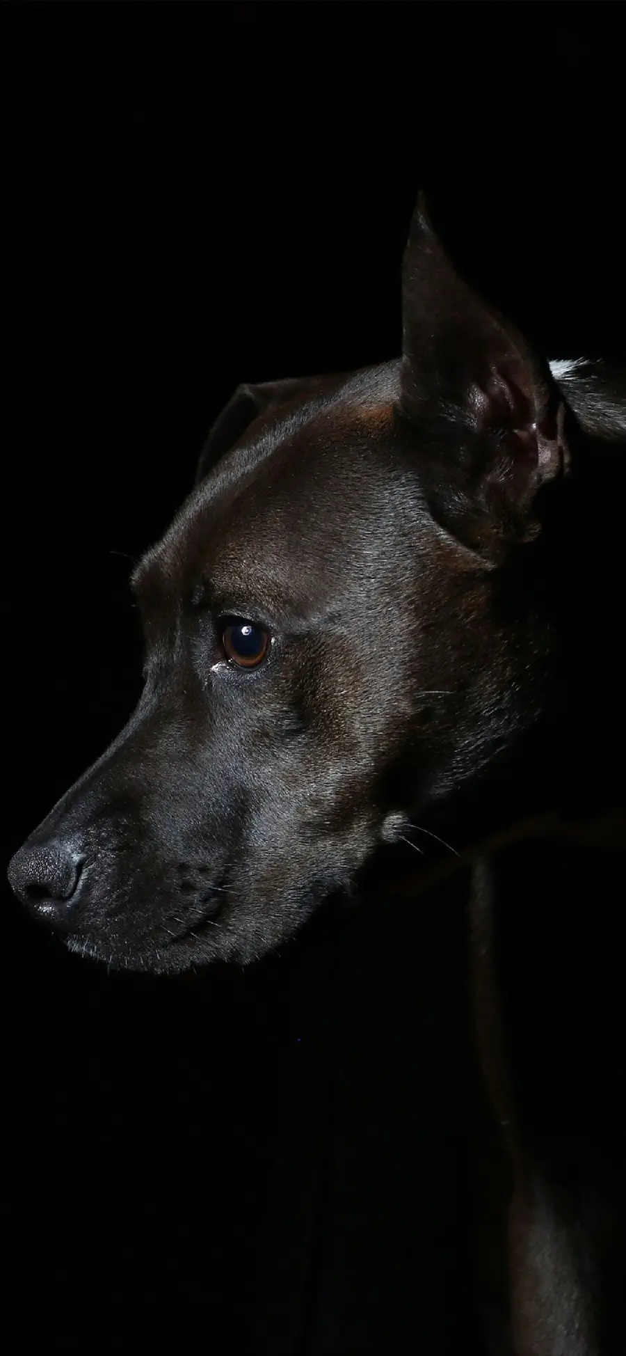 Black Patterdale Terrier dog wallpaper for Android phone background