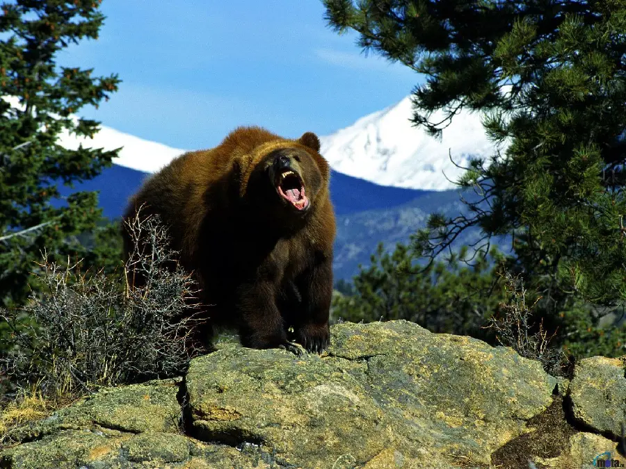 Cool and Cool Background for Computer of Strong and Big Grizzly Bear