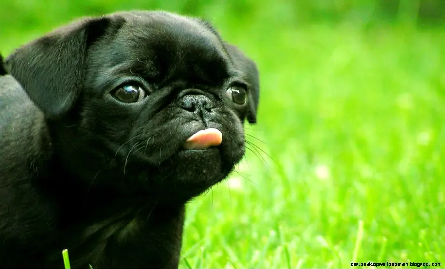 Stock photo of the popular dog breed Pug suitable for desktop 