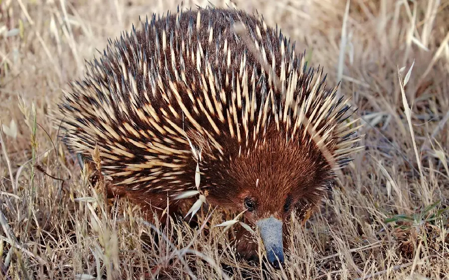 Anteater or spiny anteater or echidna