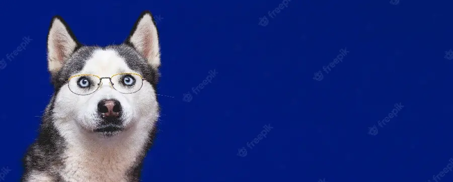 High Resolution Husky Stock Photo for Online Pet Shops