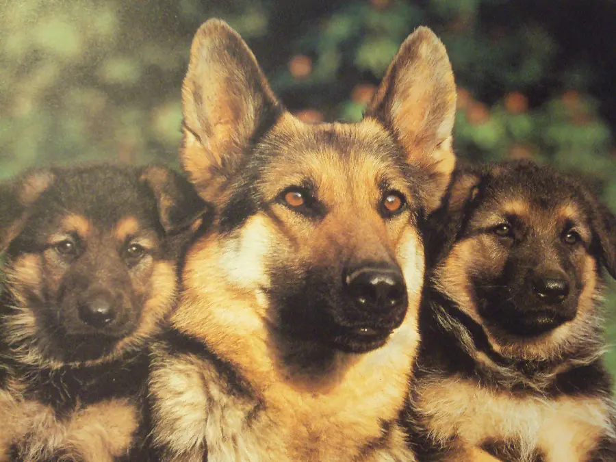 Very beautiful and well-edited profile picture of the German Shepherd Rex dog