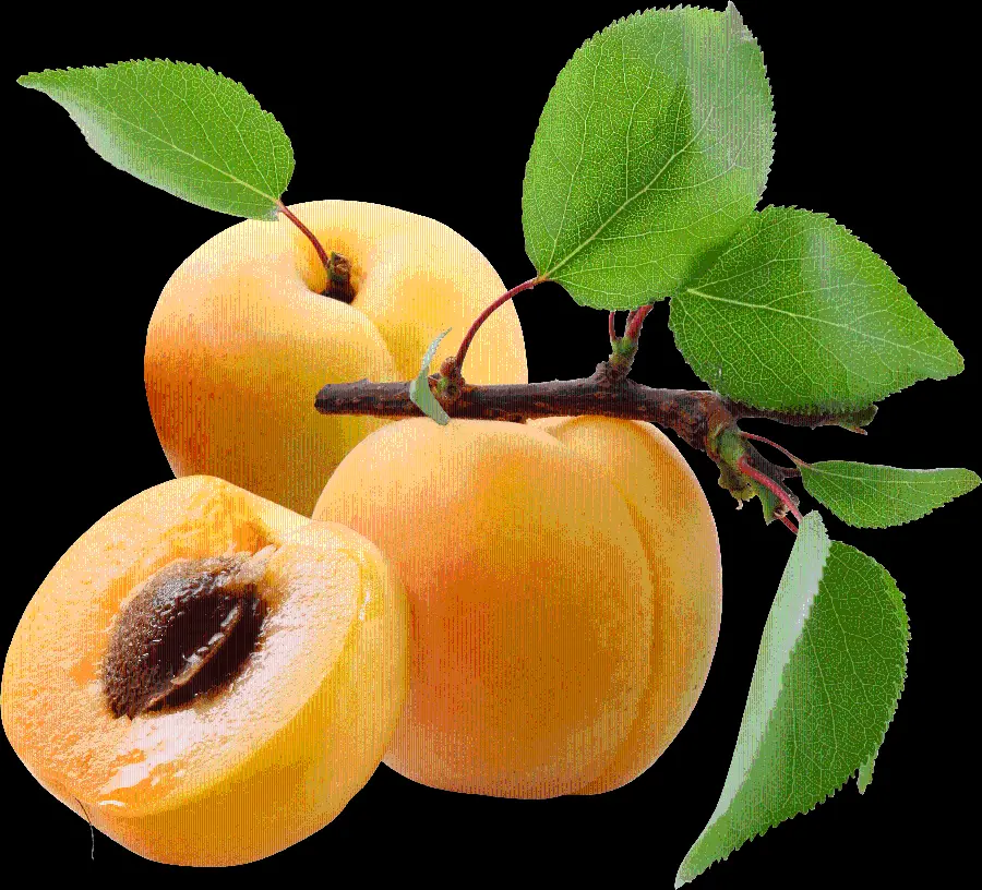 Free Download Apricot PNG Photos